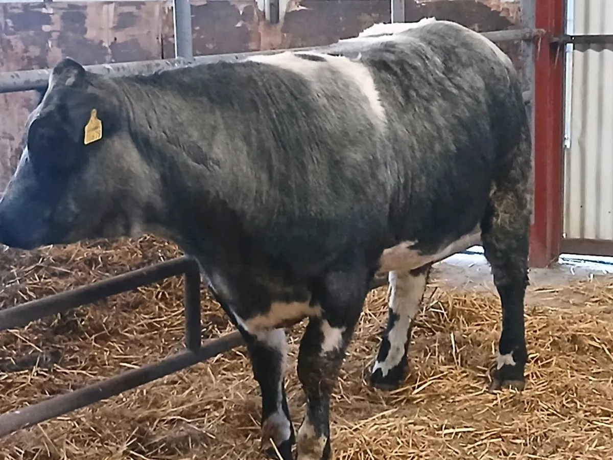1 Smashing BBX  4 🌟🌟🌟🌟 Heifer for sale - Image 3
