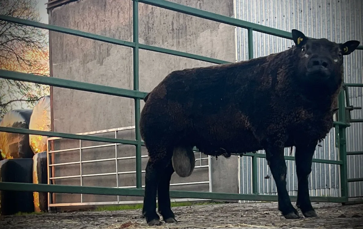 Super pb blue Texel hogget ram💥💥 - Image 4