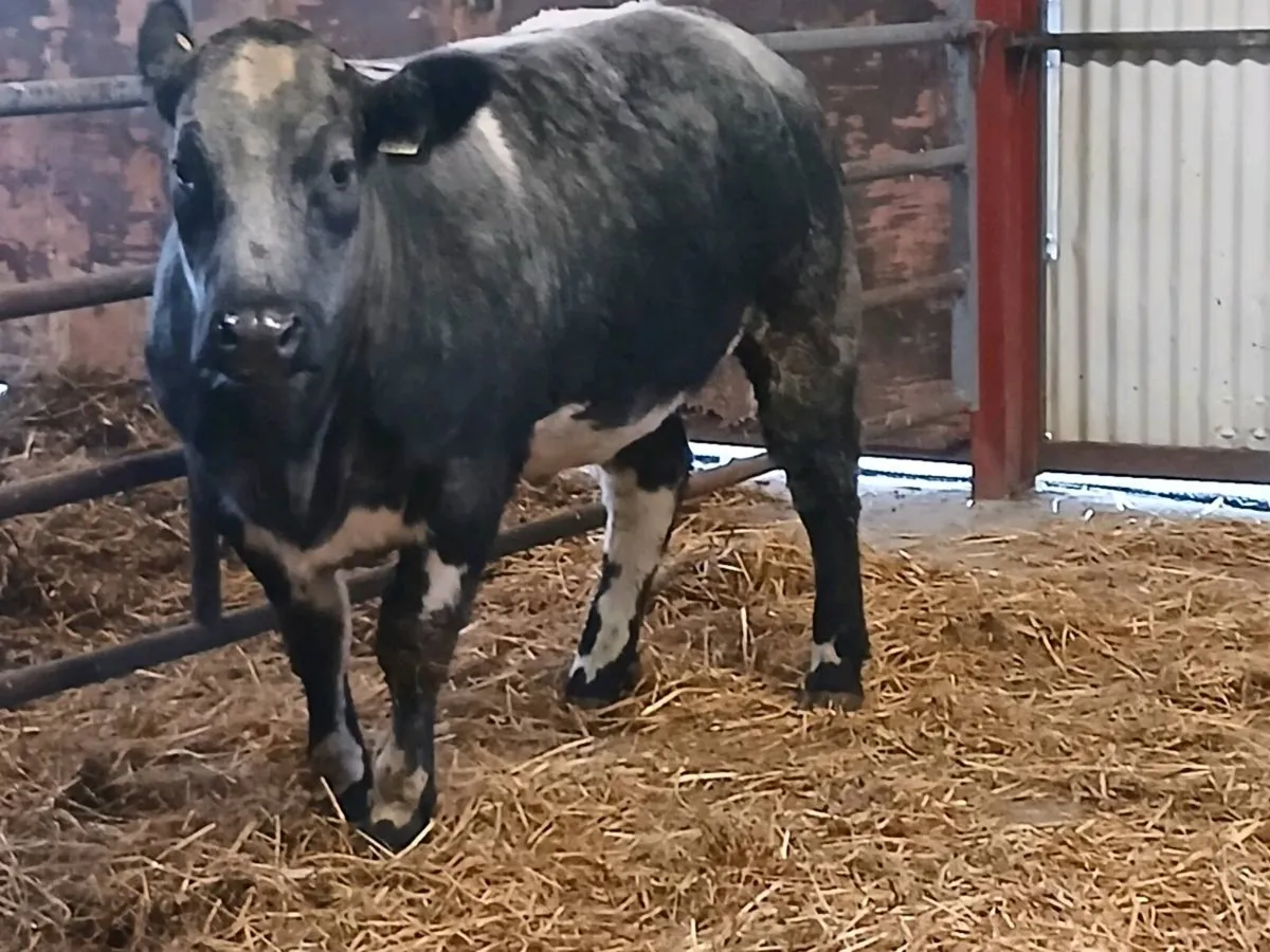 1 Smashing BBX  4 🌟🌟🌟🌟 Heifer for sale - Image 4