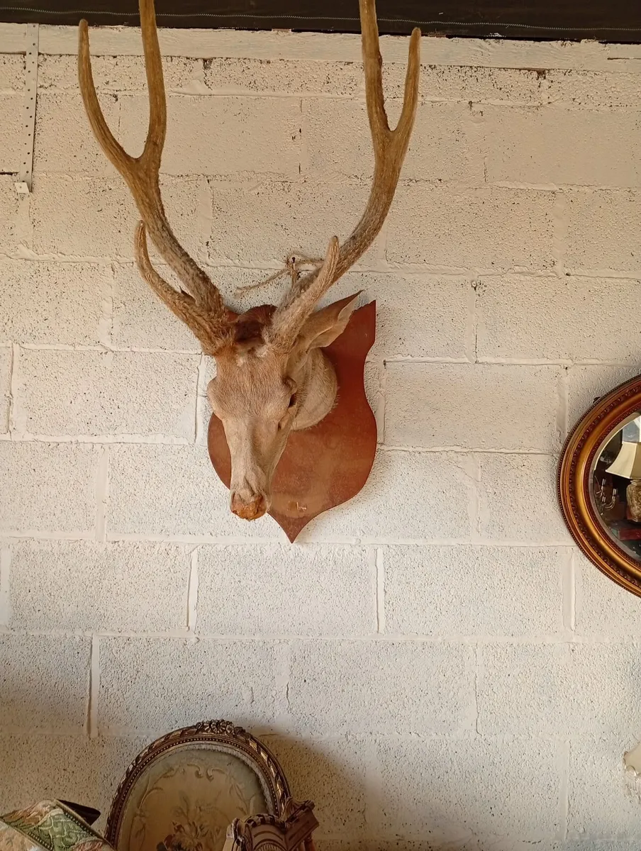 Antique wall mounted deer head - Image 3