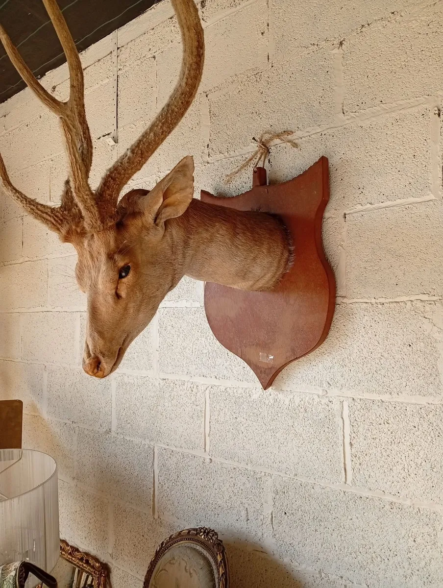 Antique wall mounted deer head - Image 1