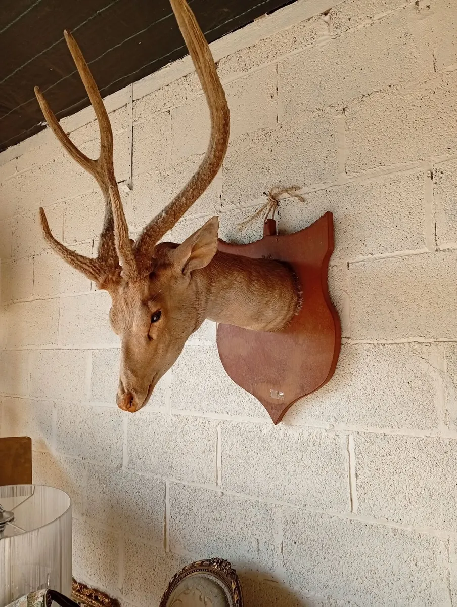 Antique wall mounted deer head - Image 2