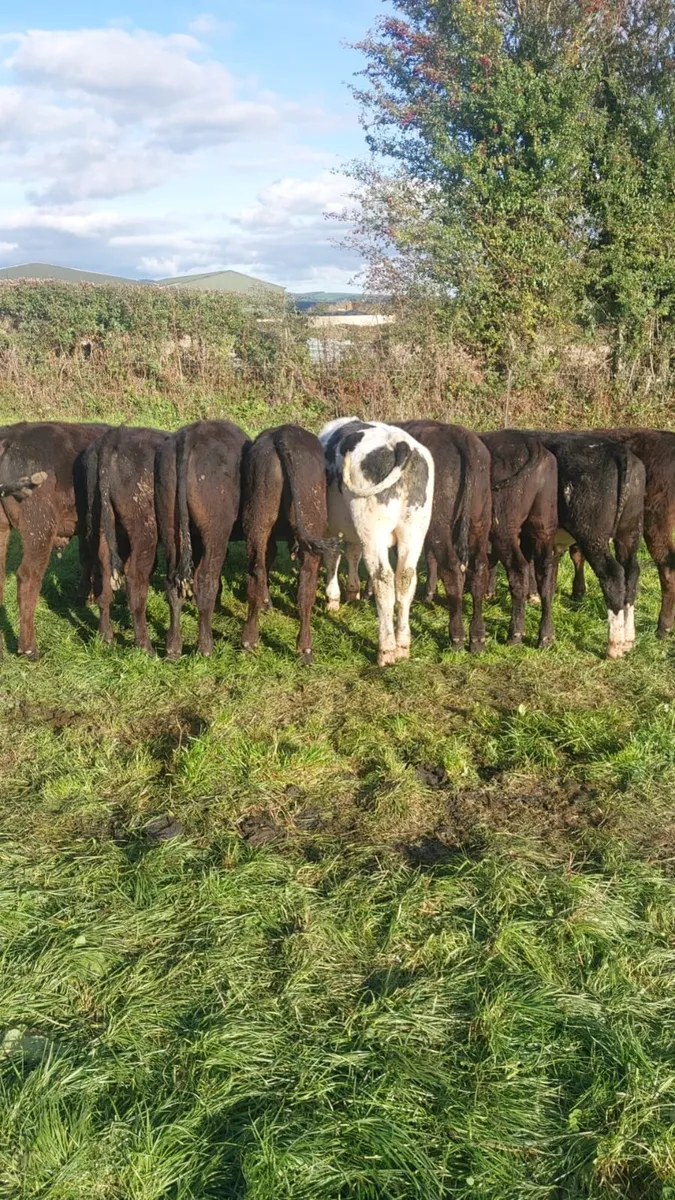 Cattle - Image 1
