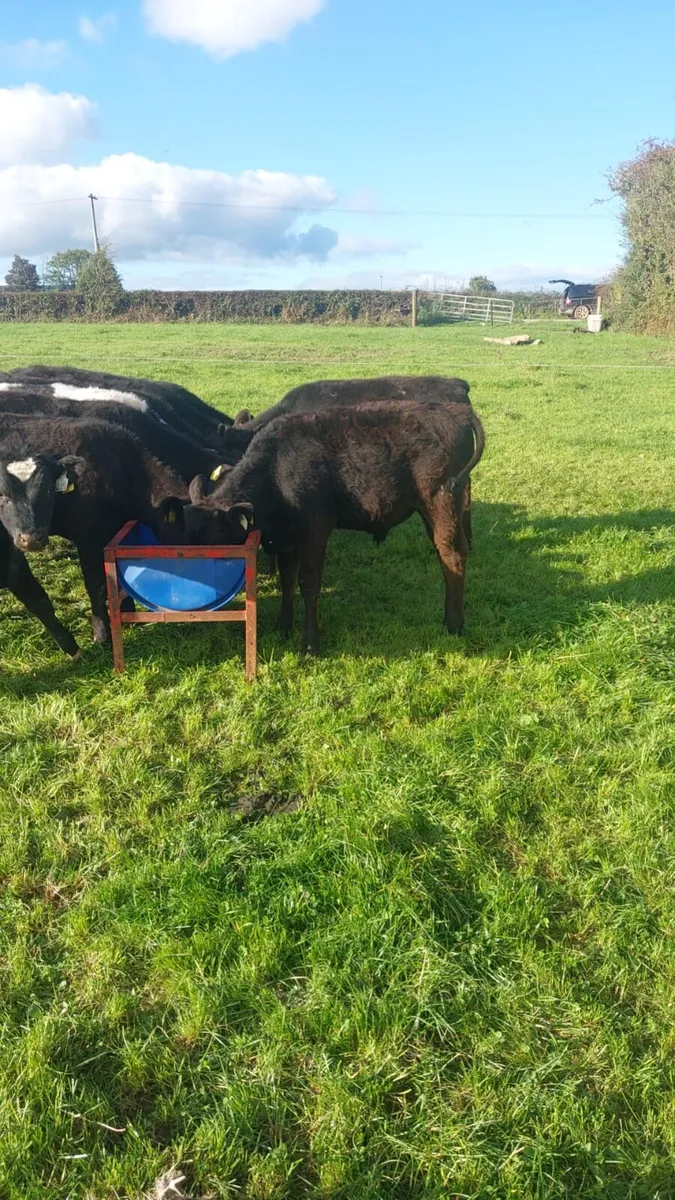 Cattle - Image 2