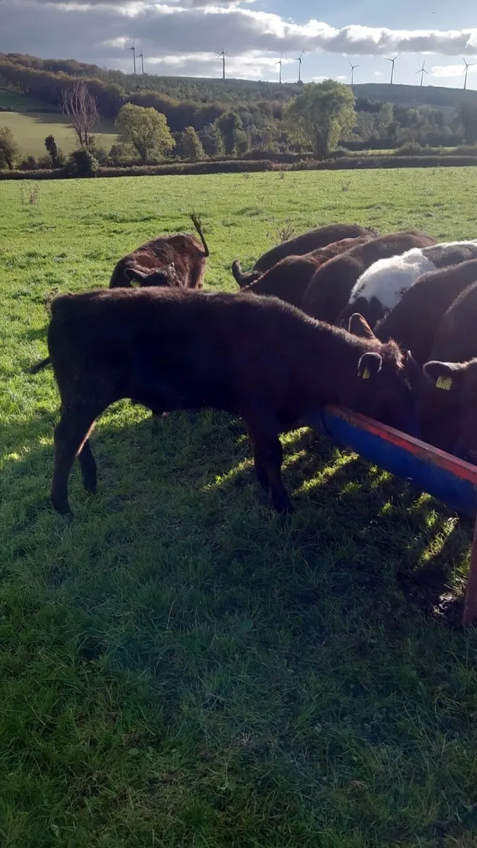 Cattle - Image 4
