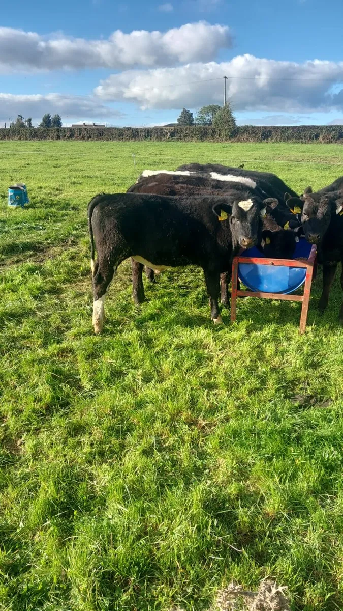 Cattle - Image 3