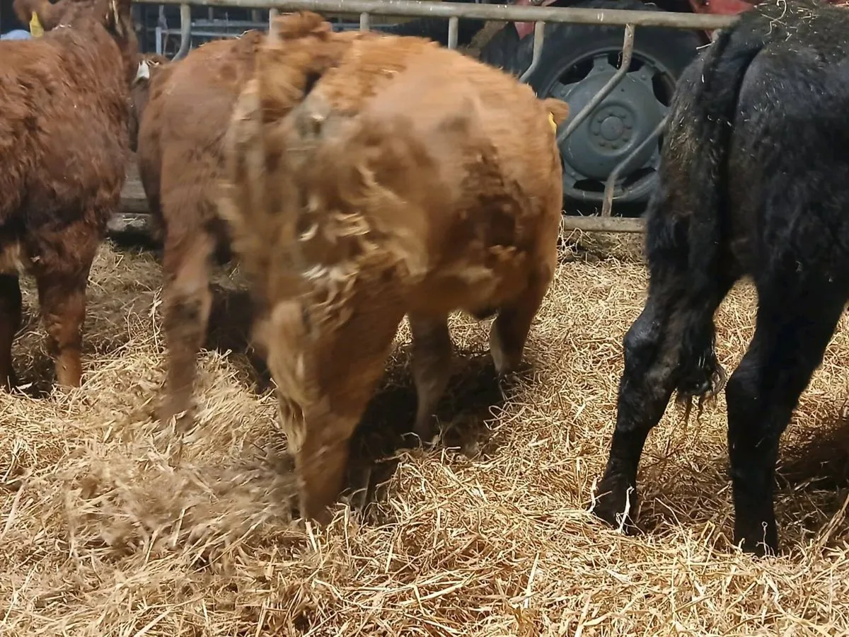 5 NICE LIMOUSIN HEIFER WEANLINGS - Image 4