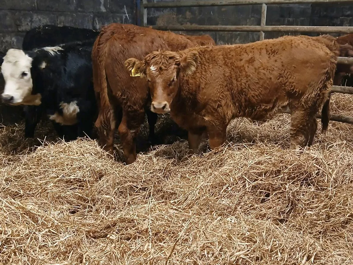 5 NICE LIMOUSIN HEIFER WEANLINGS - Image 1