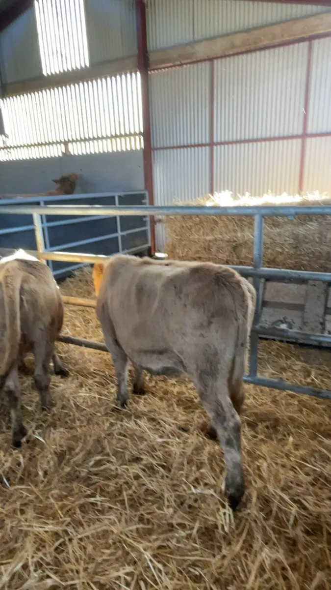 6 Charolais heifers - Image 1