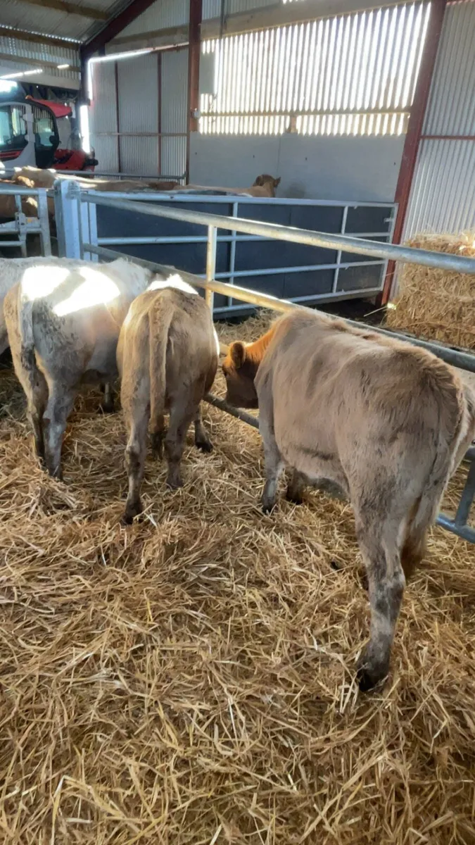 6 Charolais heifers - Image 2