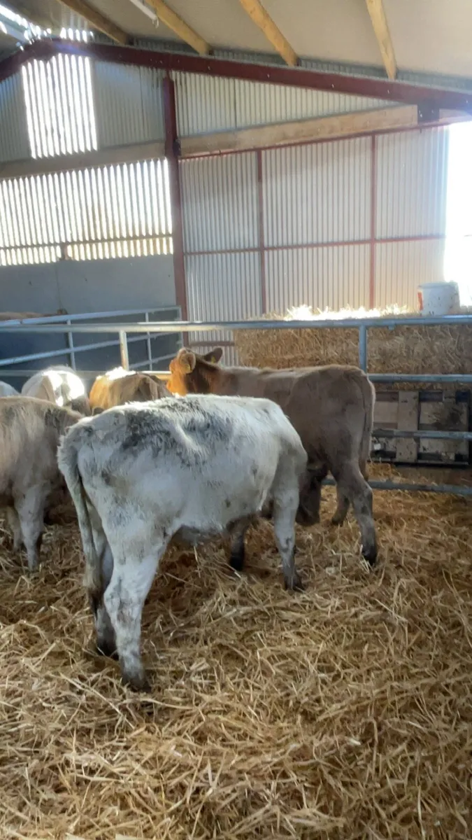 6 Charolais heifers - Image 3