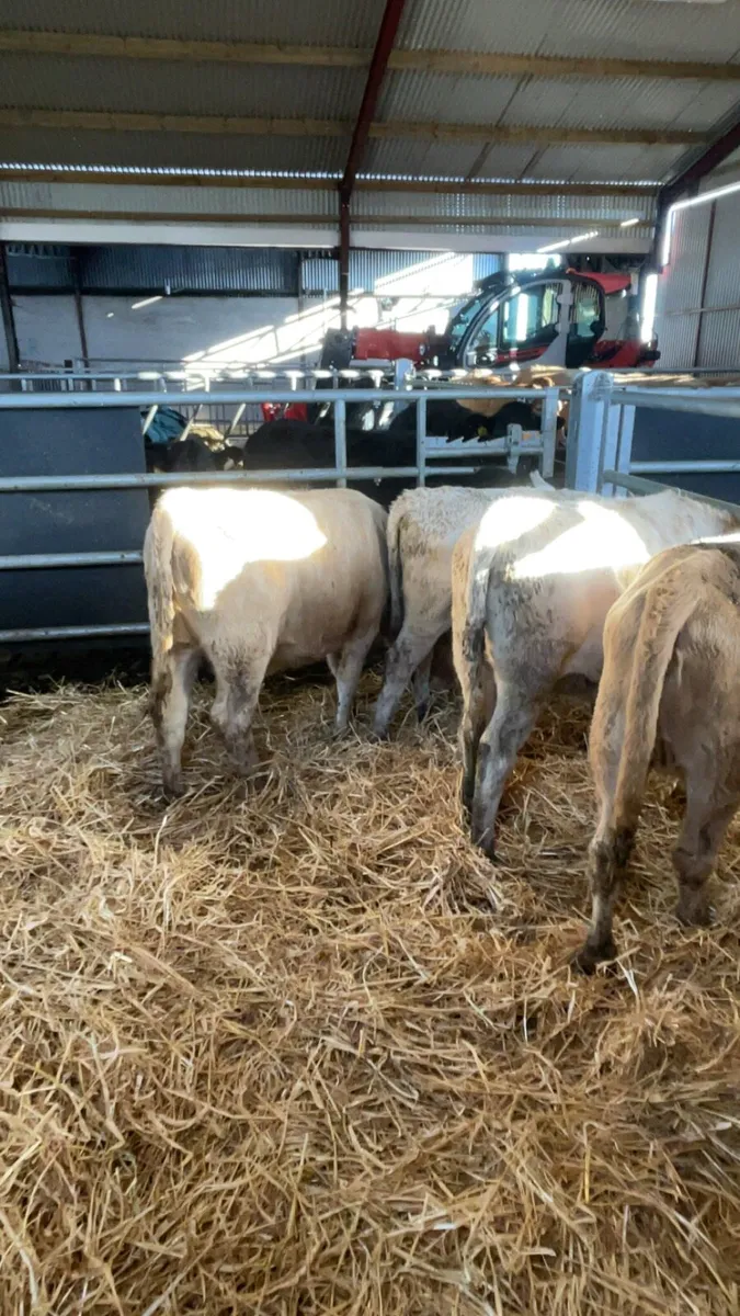 6 Charolais heifers - Image 4