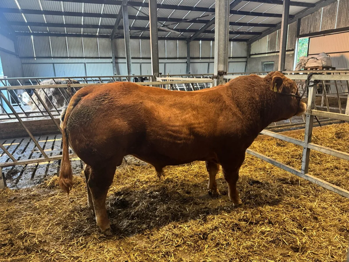 Pedigree limousine bull - Image 1