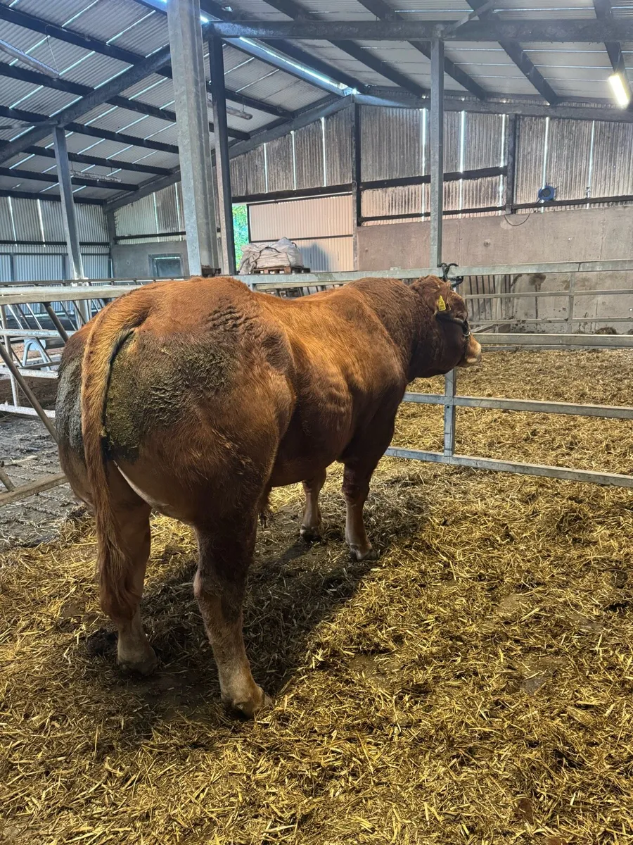 Pedigree limousine bull - Image 2