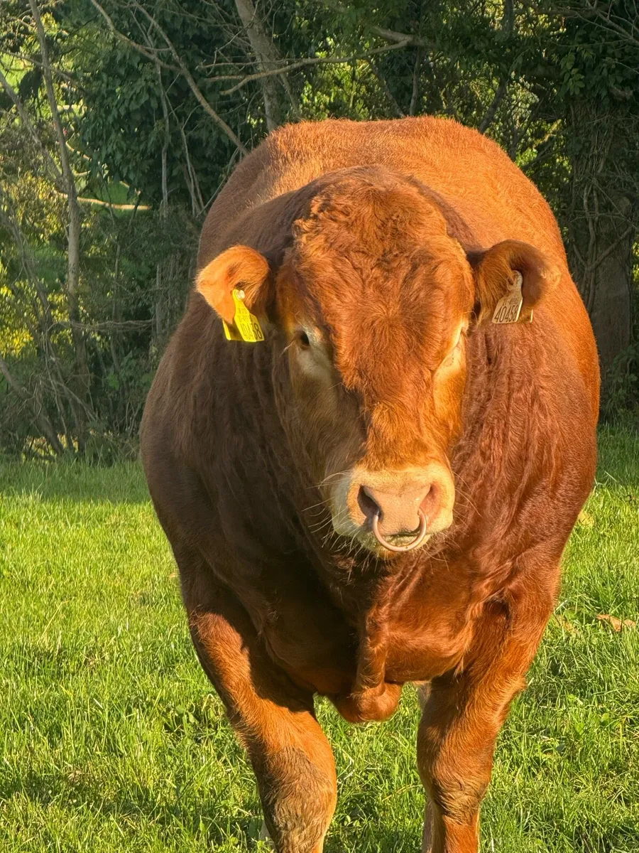Pedigree limousine bull - Image 3