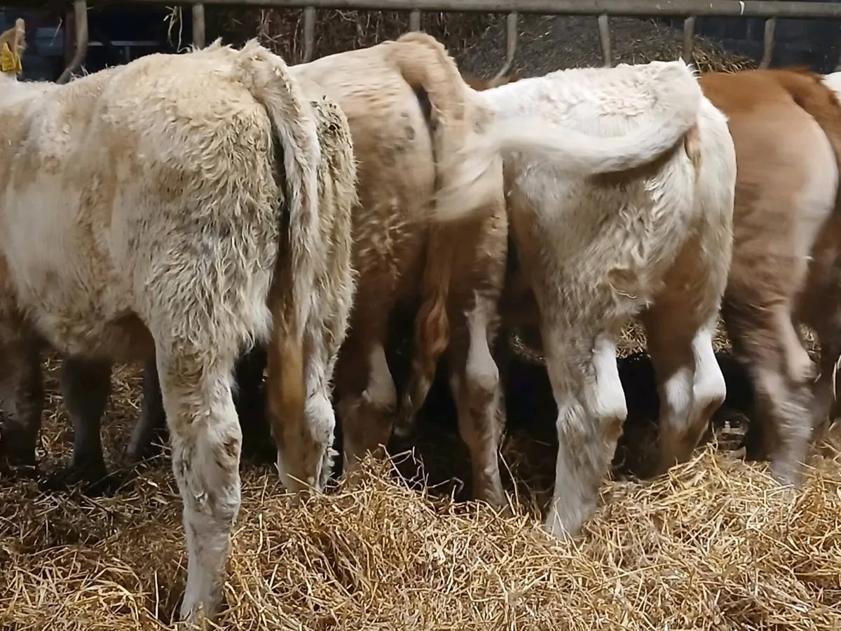 5 SUPER CHAROLAIS HEIFER WEANLINGS - Image 2