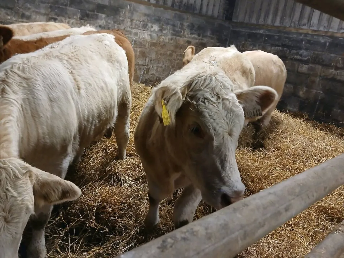 5 SUPER CHAROLAIS HEIFER WEANLINGS - Image 3