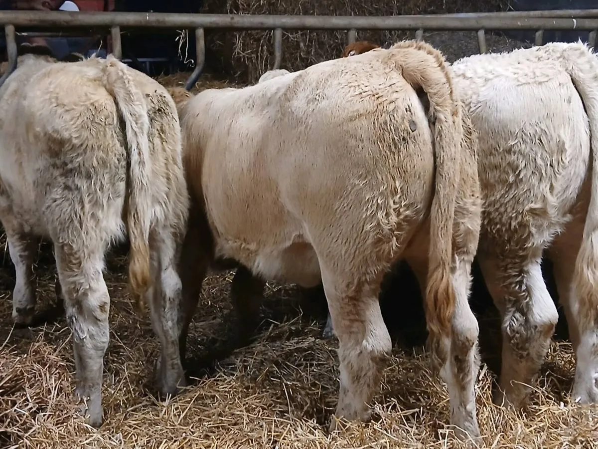 5 SUPER CHAROLAIS HEIFER WEANLINGS - Image 4