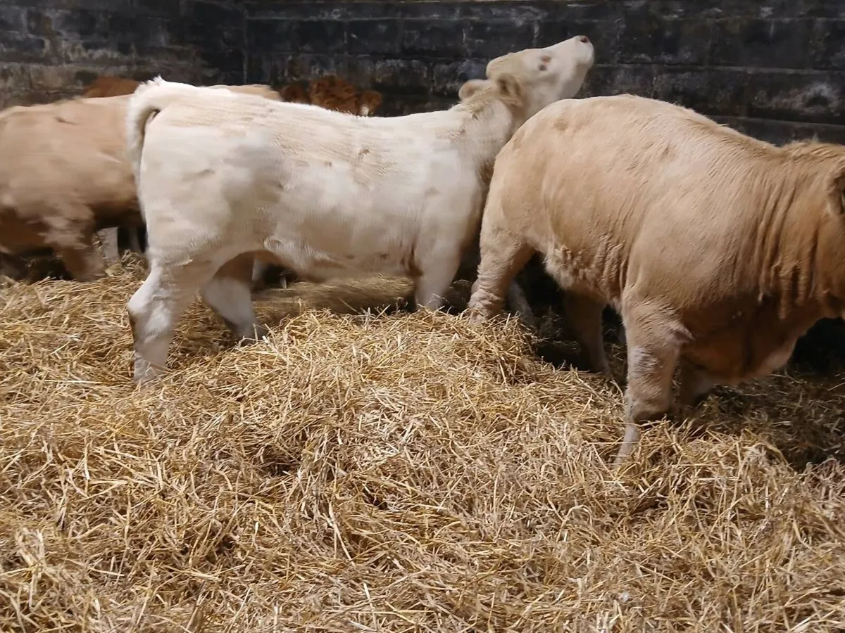 5 SUPER CHAROLAIS HEIFER WEANLINGS - Image 1