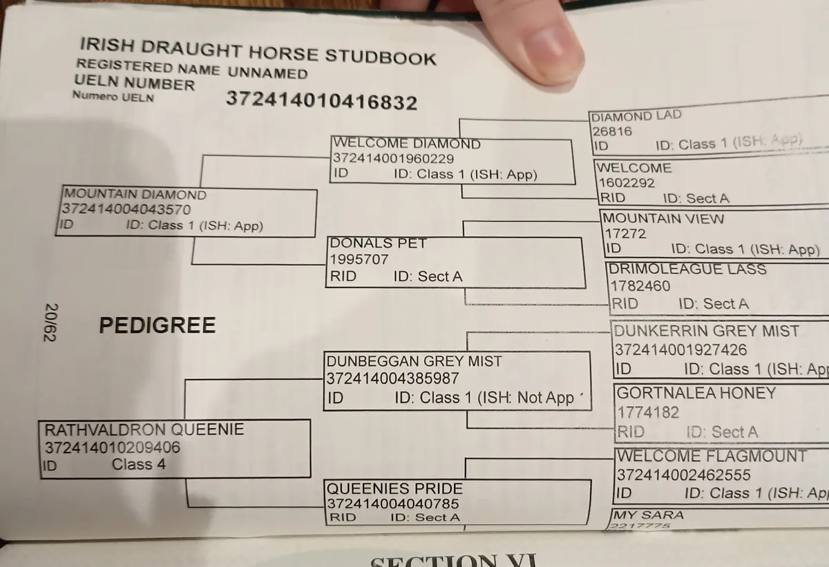 Irish Draught - Image 3