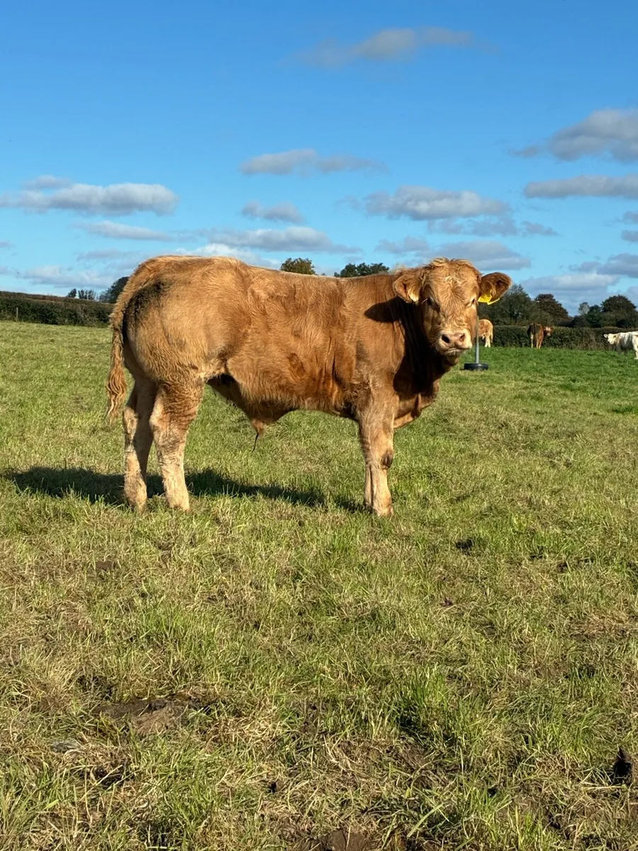 Super weanlings - Image 1