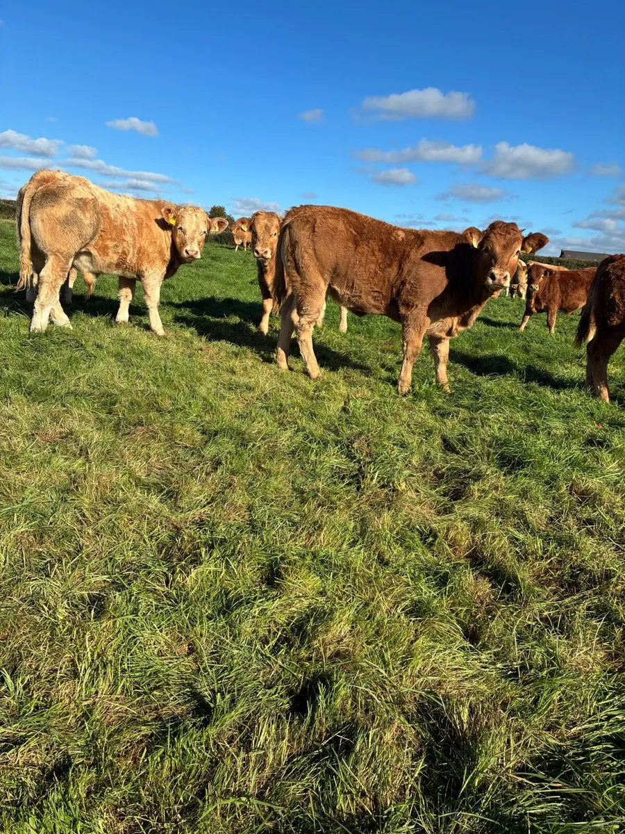 Super weanlings - Image 2