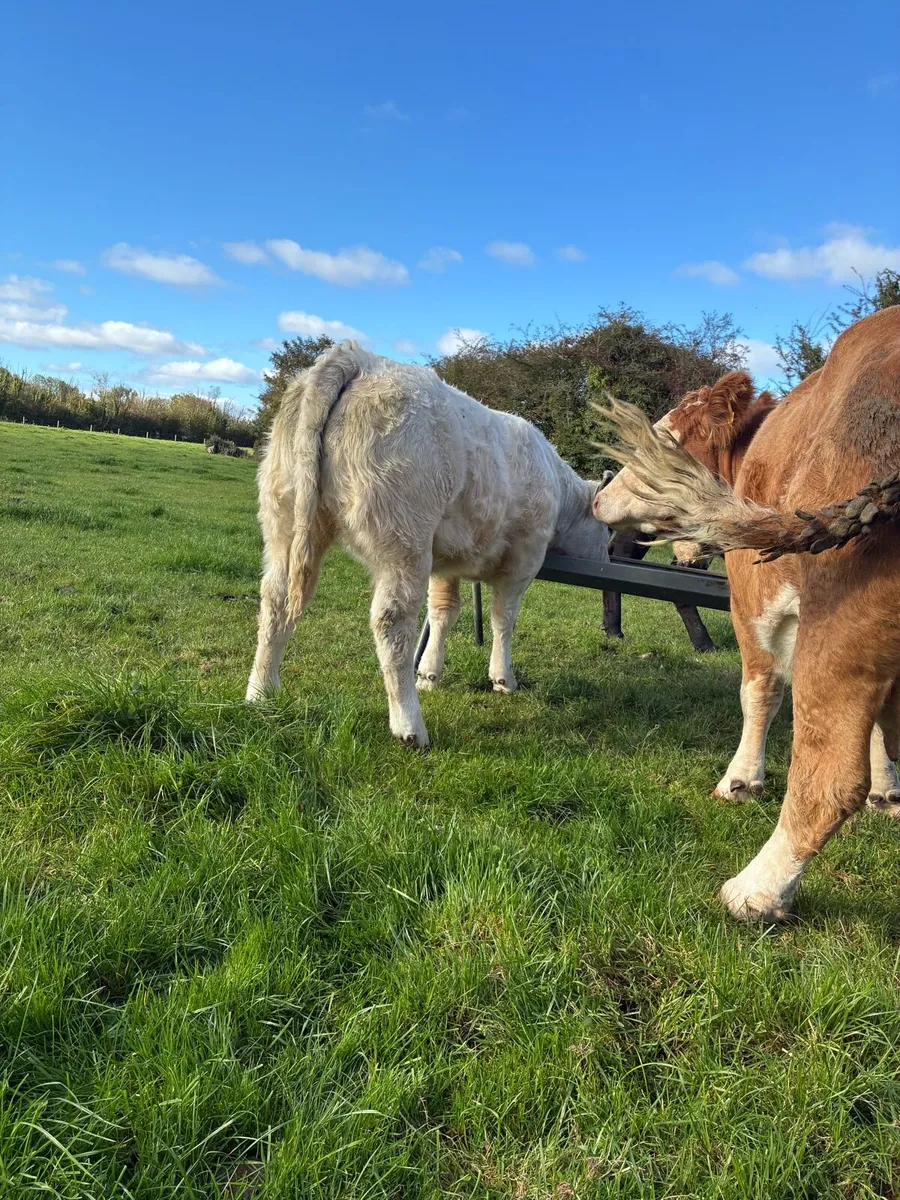Super weanlings - Image 3