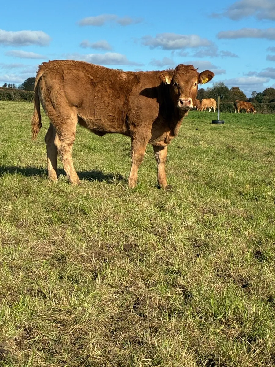 Super weanlings - Image 4