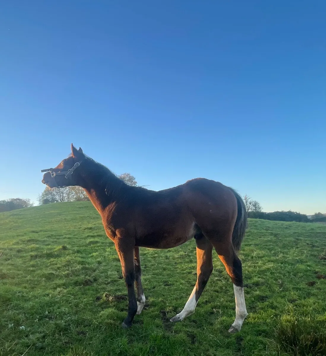 Colt Foal - Image 1