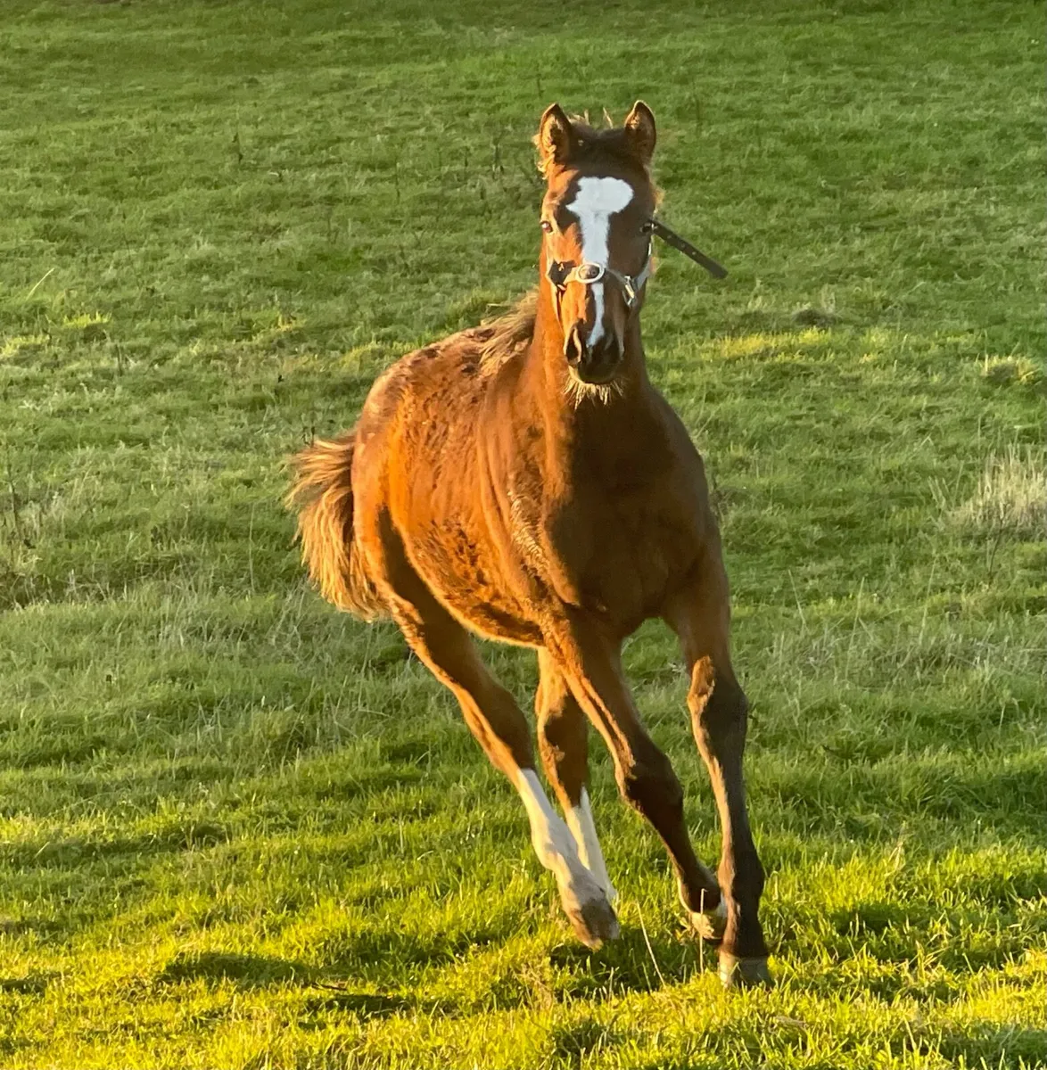 Colt Foal - Image 2