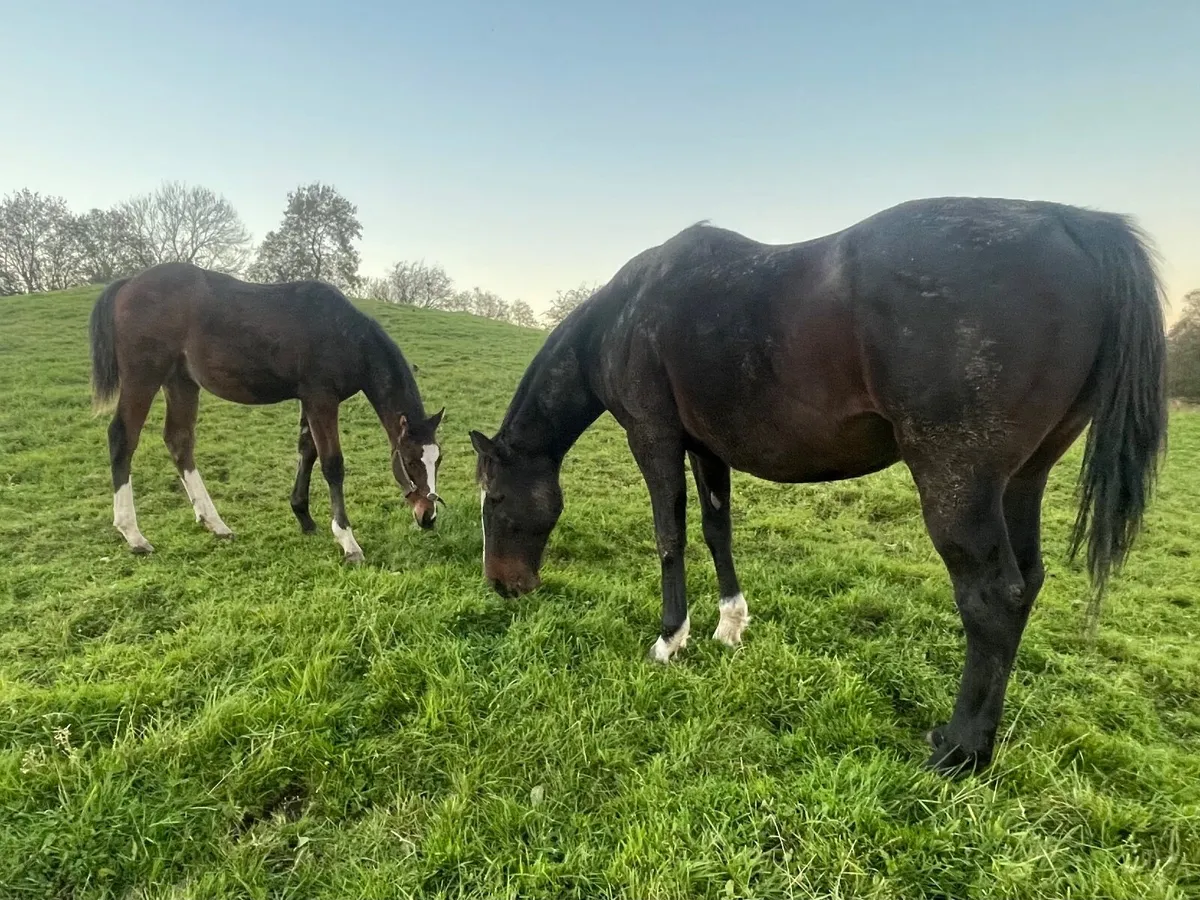 Colt Foal - Image 4