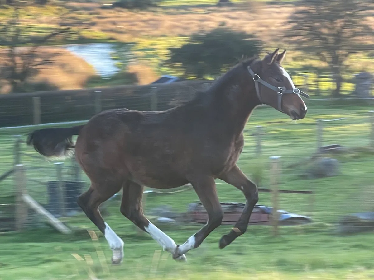 Colt Foal - Image 3