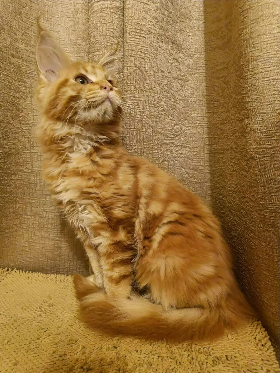 Maine Coon kitten girl for sale - Image 2
