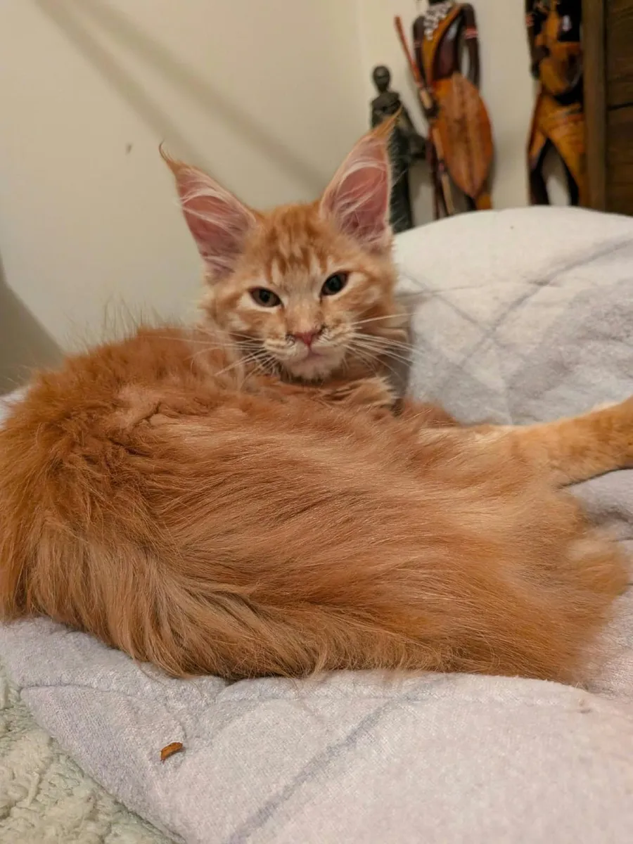 Maine Coon kitten girl for sale - Image 3