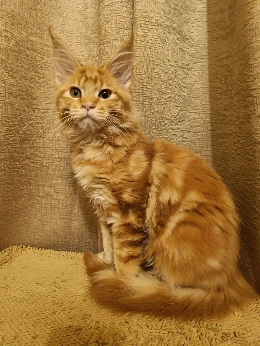 Maine Coon kitten girl for sale - Image 1