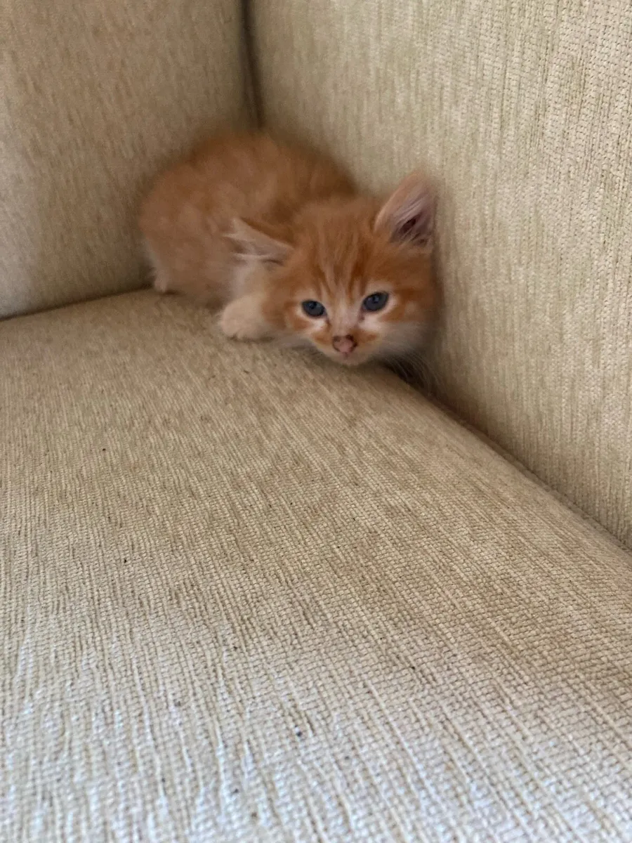 Kittens for sale - Image 1