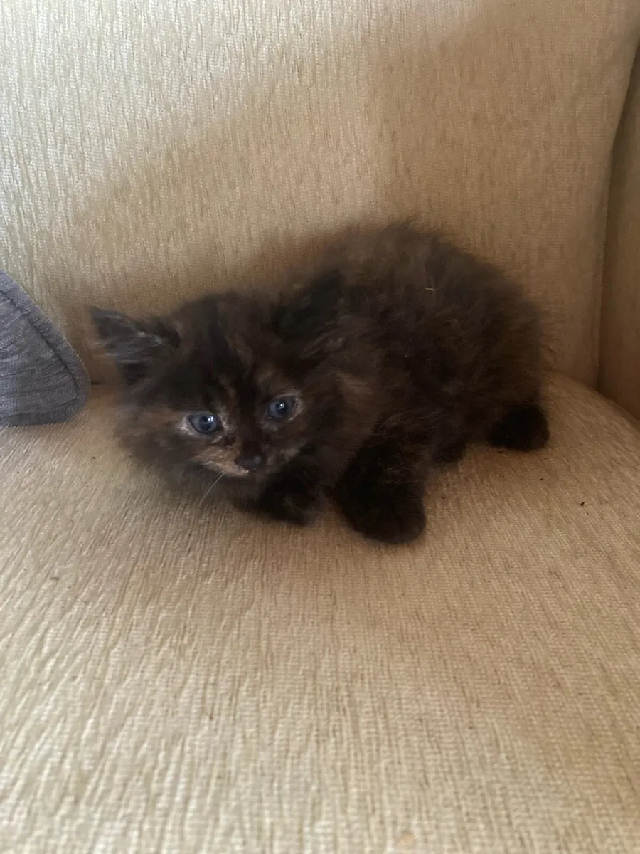 Kittens for sale - Image 2