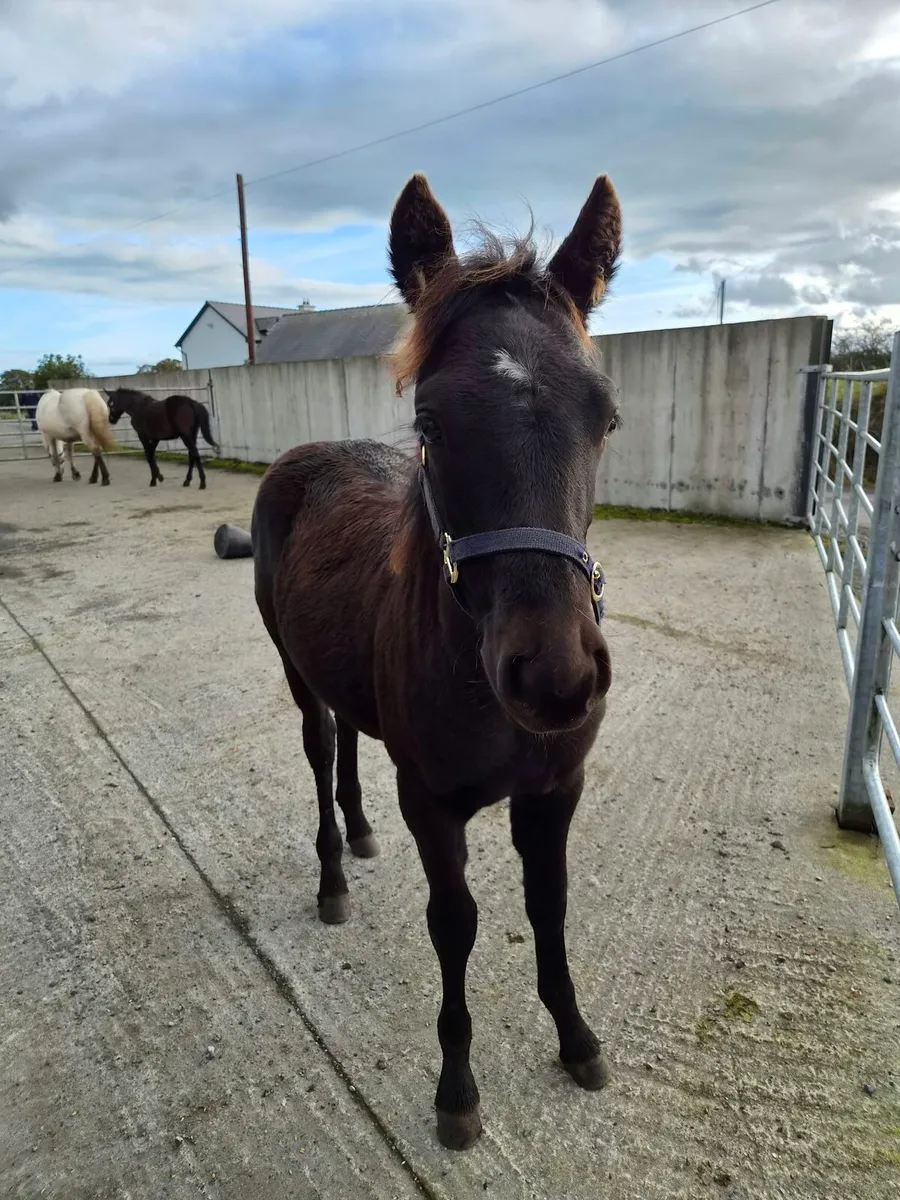 Connemara foals - Image 2