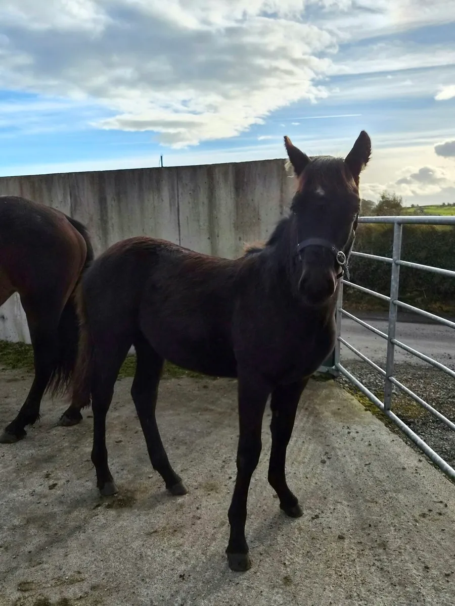 Connemara foals - Image 1