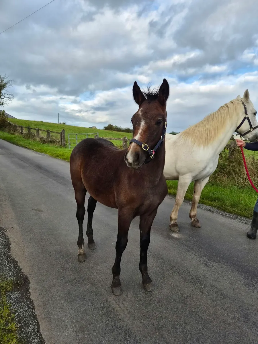 Connemara foals - Image 3
