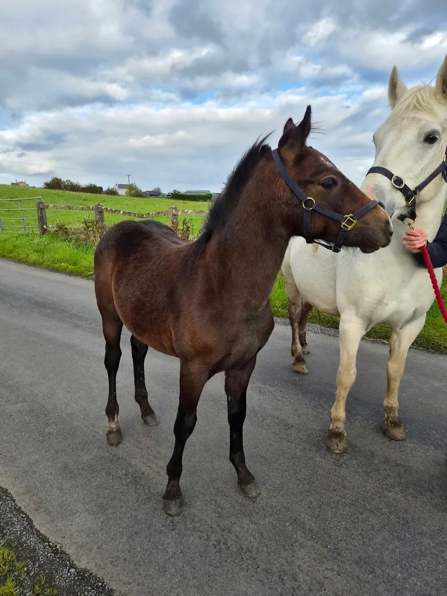 Connemara foals - Image 4