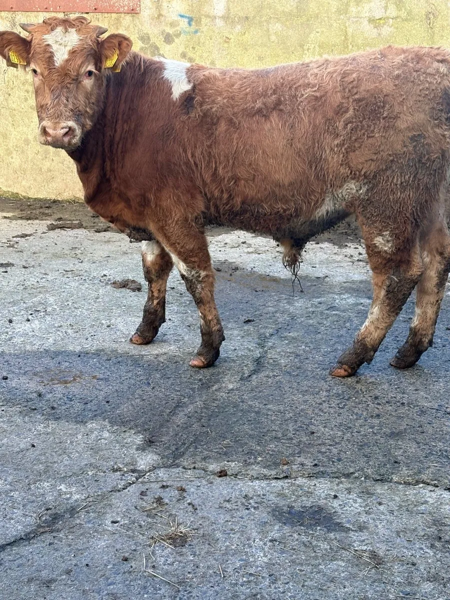 Super bull calf - Image 2