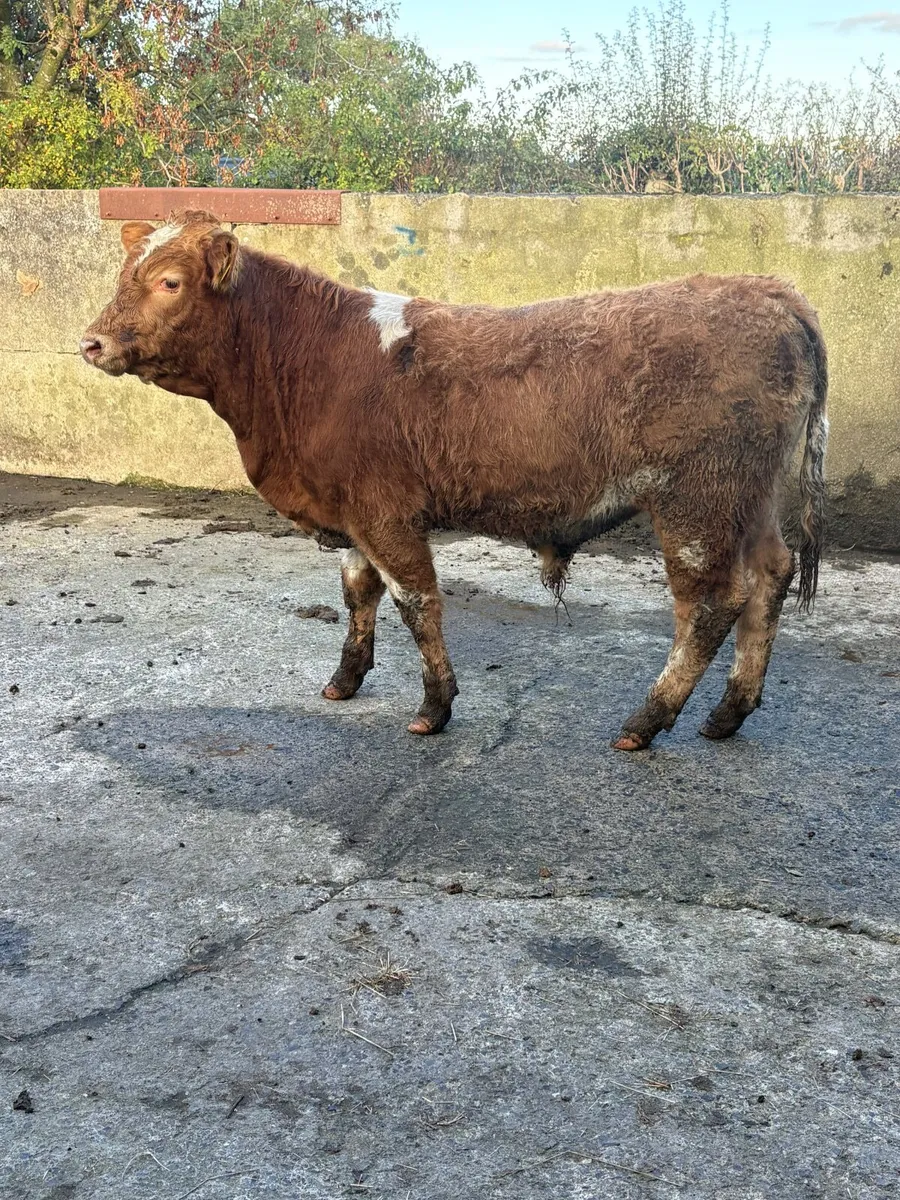 Super bull calf - Image 3