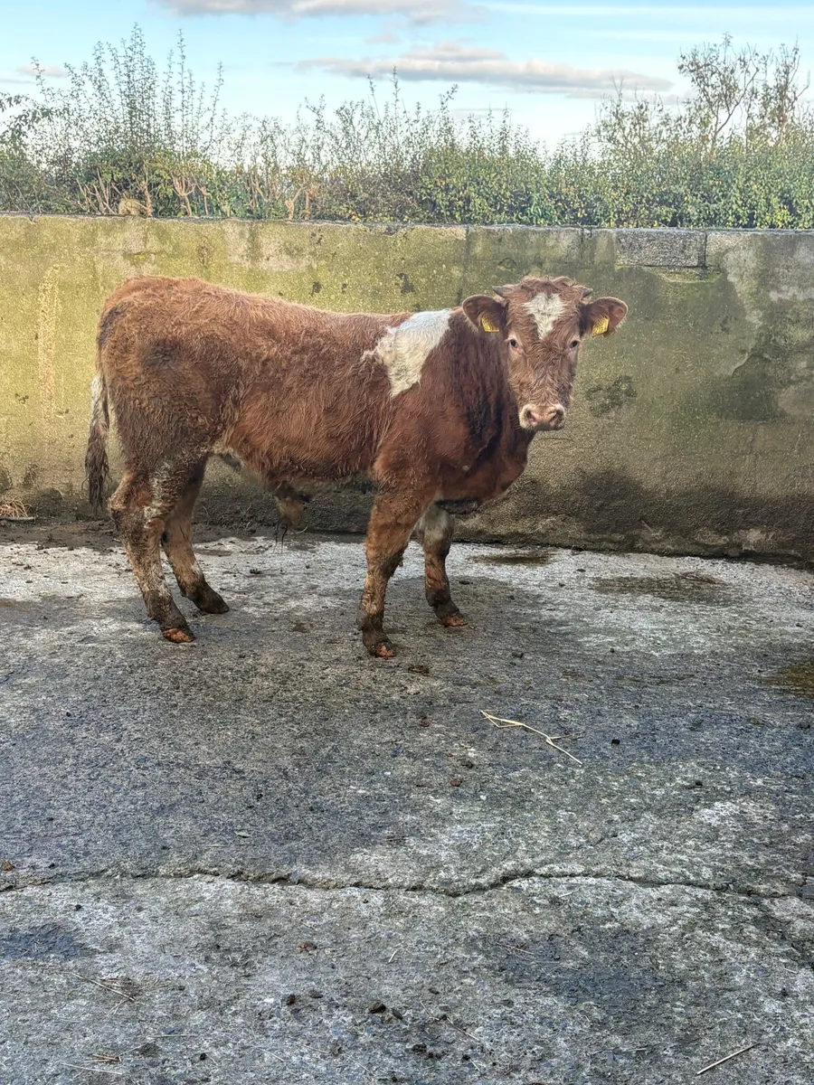 Super bull calf - Image 4