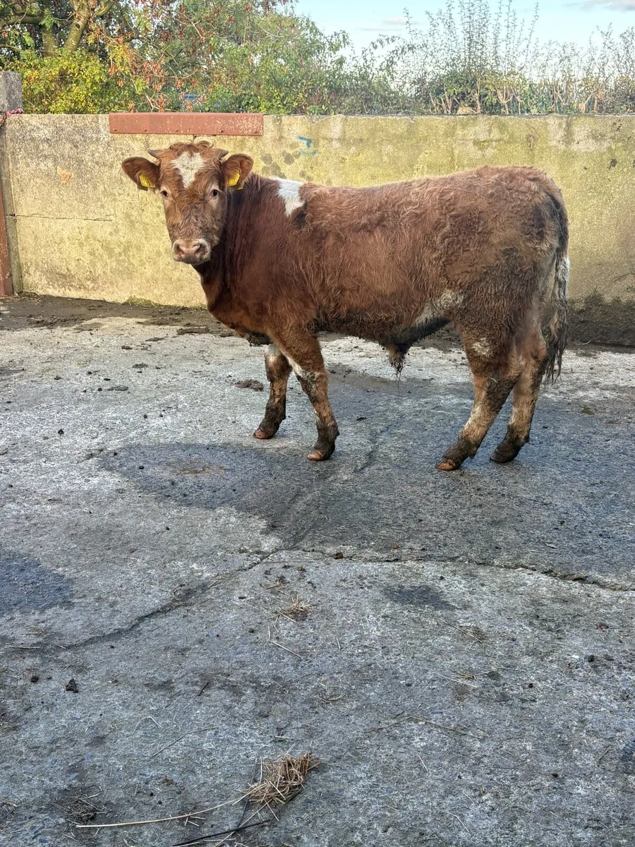 Super bull calf - Image 1