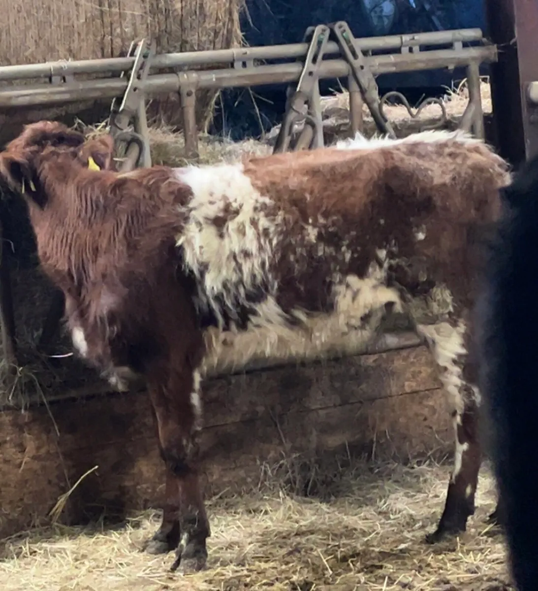ROAN SHORTHORN HEIFER - Image 4