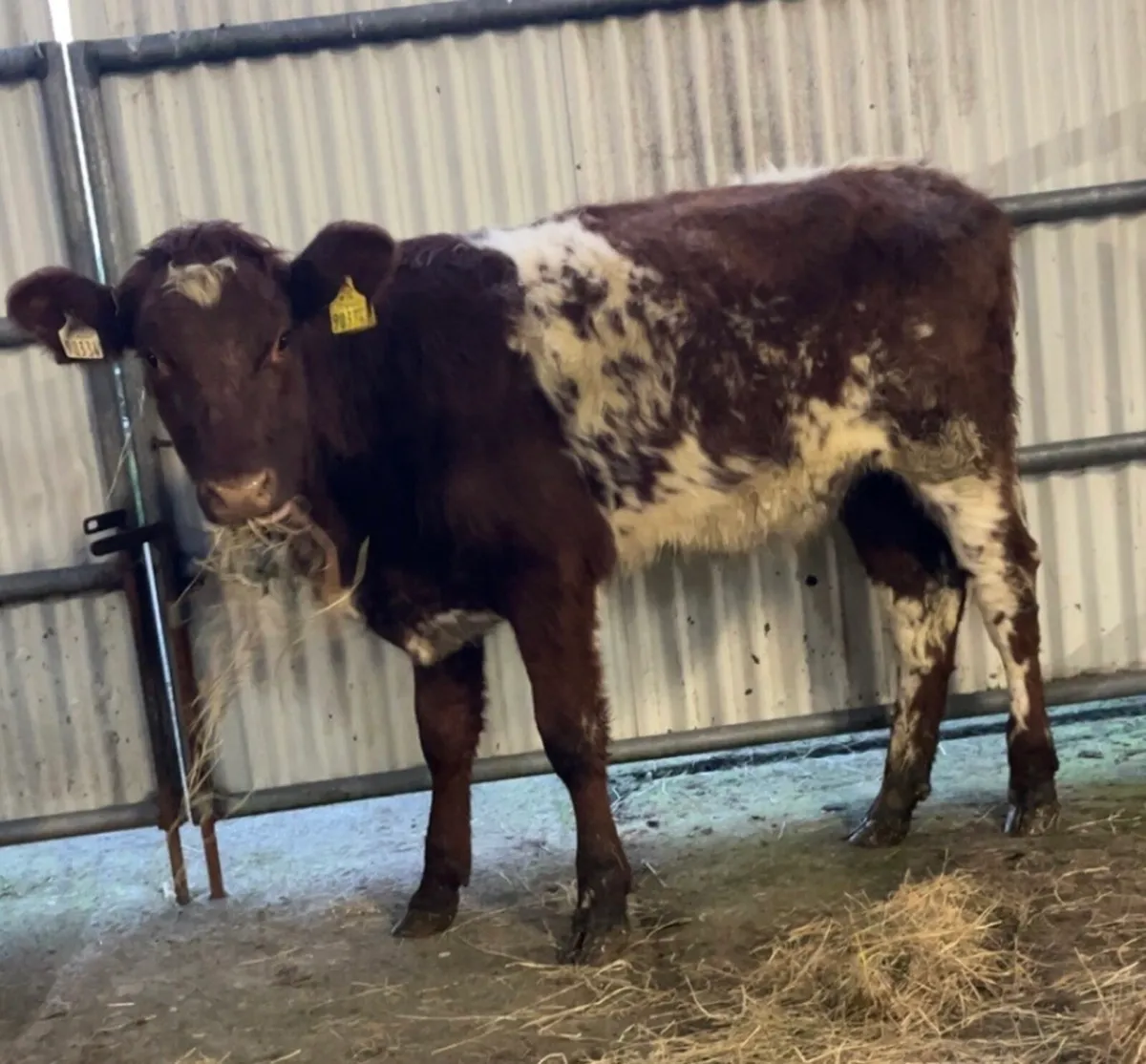 ROAN SHORTHORN HEIFER - Image 1