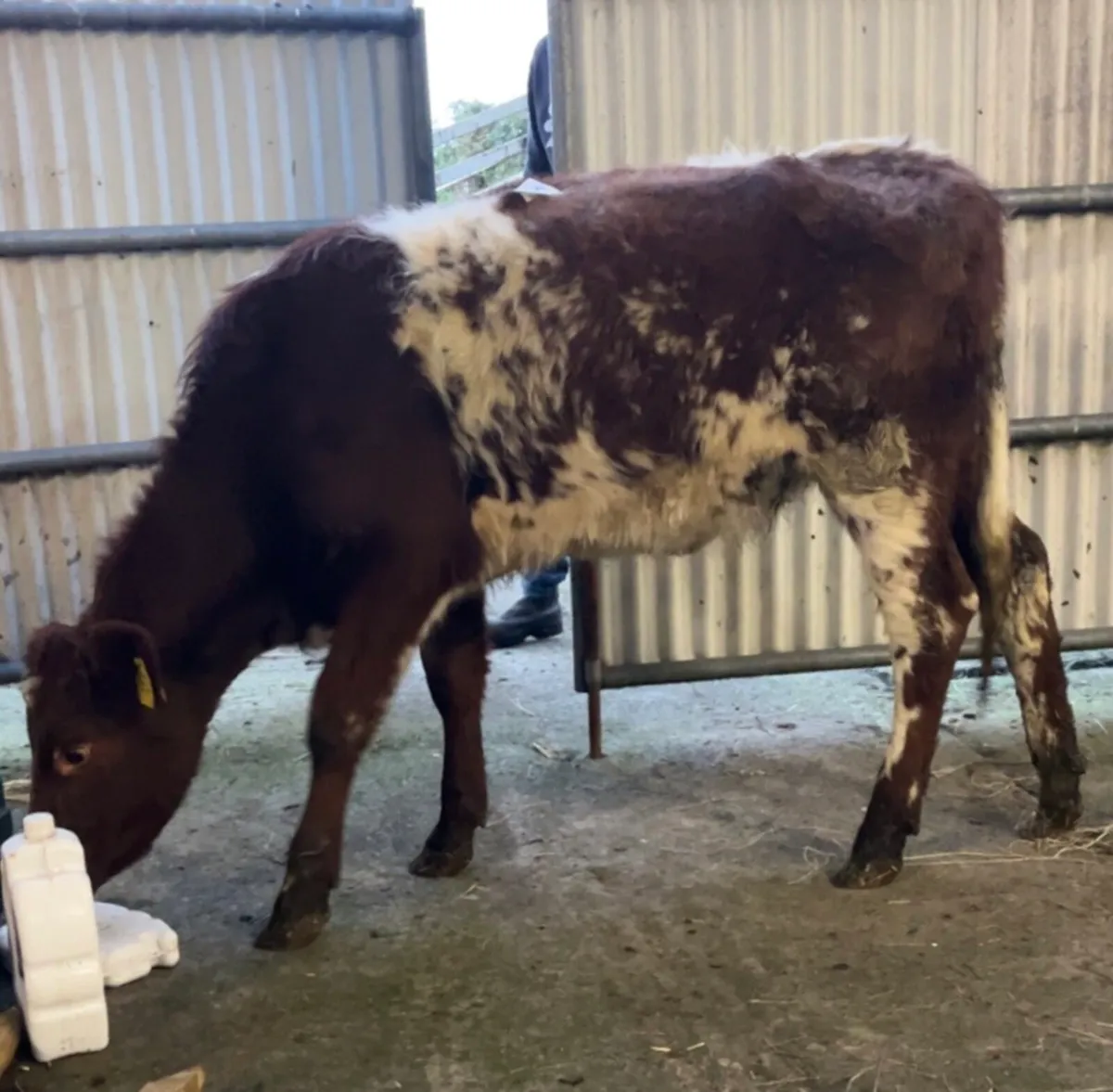 ROAN SHORTHORN HEIFER - Image 2