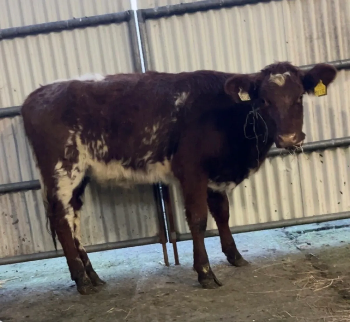 ROAN SHORTHORN HEIFER - Image 3
