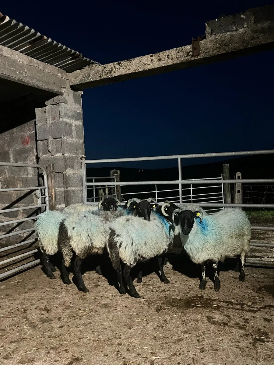 Blackface Ewe Lambs and Ewes - Image 3